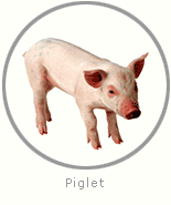 Photo of a Piglet