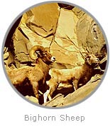 photo of Bighorn Sheep climbing rocks