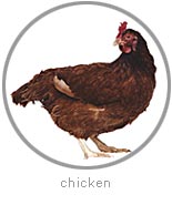 photo of a Chicken