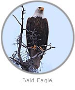 photo of an eagle in a tree