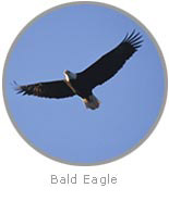 photo of an eagle flying