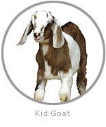 photo of a kid Goat