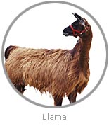 photo of a Llama
