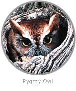 Photo of a Pygmy Owl