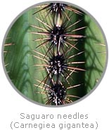 photo of Saguaro needles, close-up