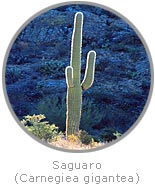 photo of a Saguaro Cactus